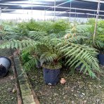 Diksónia antarktická (Dicksonia antarctica) – výška 50-70 cm, kont. C10L